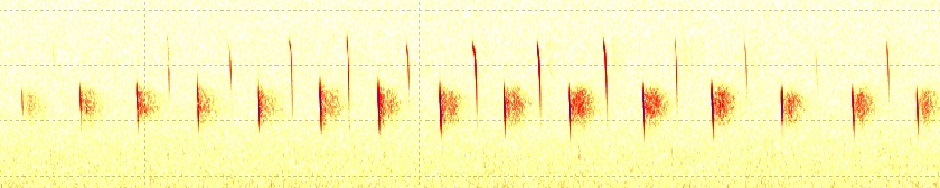 Spektrogram för svenska fladdermöss