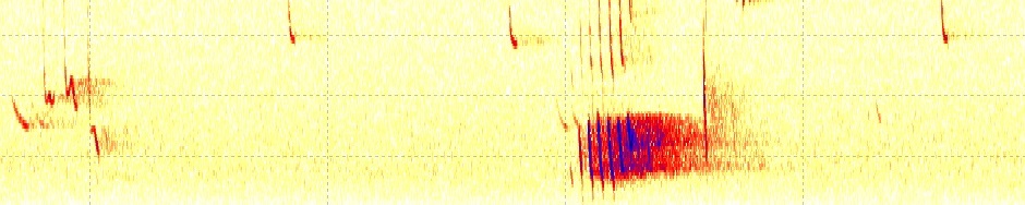 Spektrogram för svenska fladdermöss
